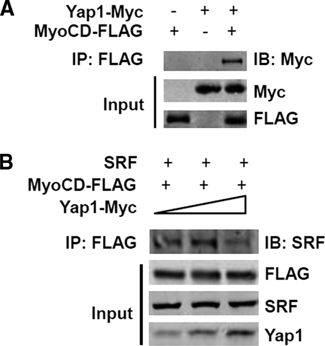 FIGURE 4.