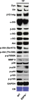 Figure 1.