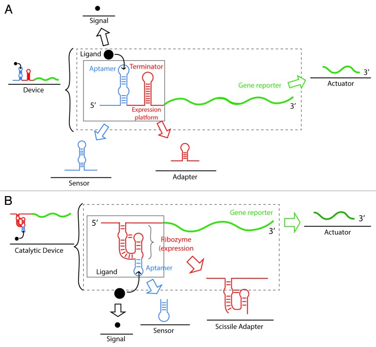 graphic file with name rna-10-1778-g4.jpg