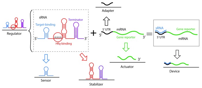 graphic file with name rna-10-1778-g5.jpg