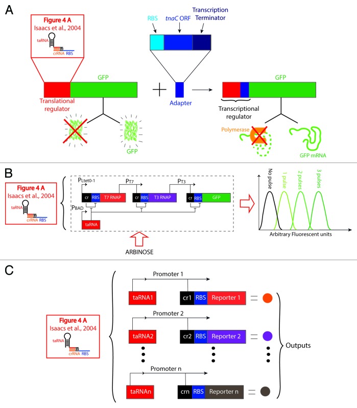 graphic file with name rna-10-1778-g7.jpg