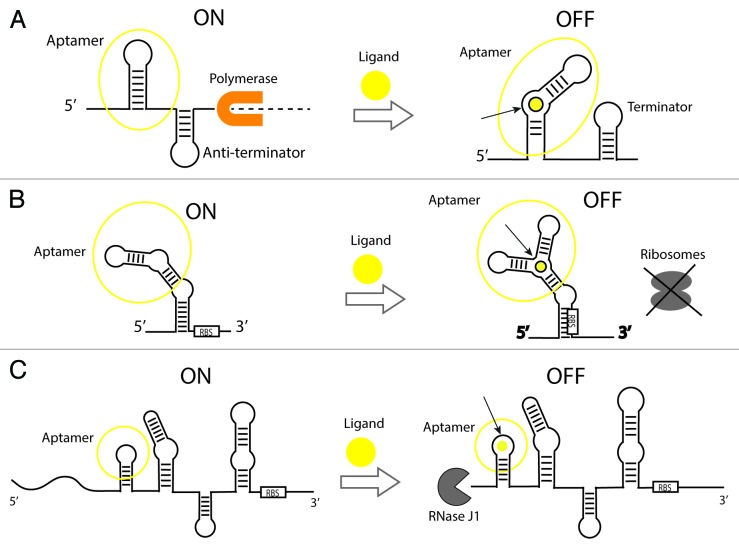 graphic file with name rna-10-1778-g2.jpg