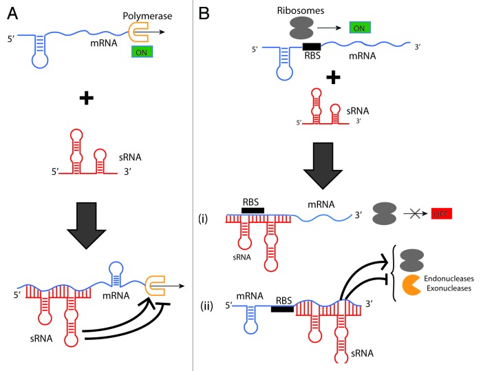 graphic file with name rna-10-1778-g3.jpg