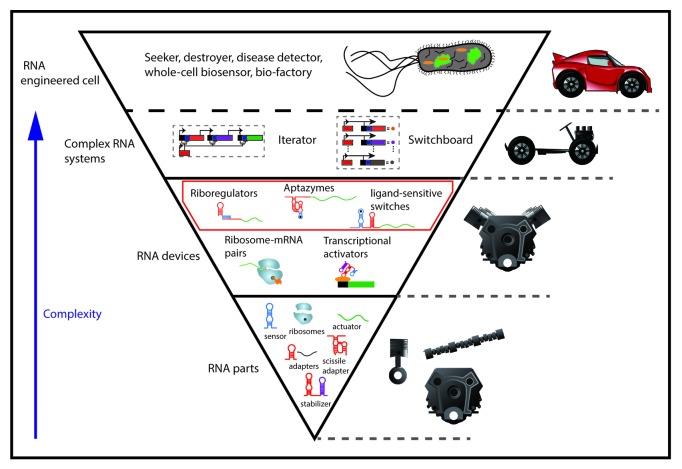 graphic file with name rna-10-1778-g1.jpg