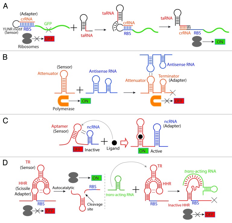 graphic file with name rna-10-1778-g6.jpg