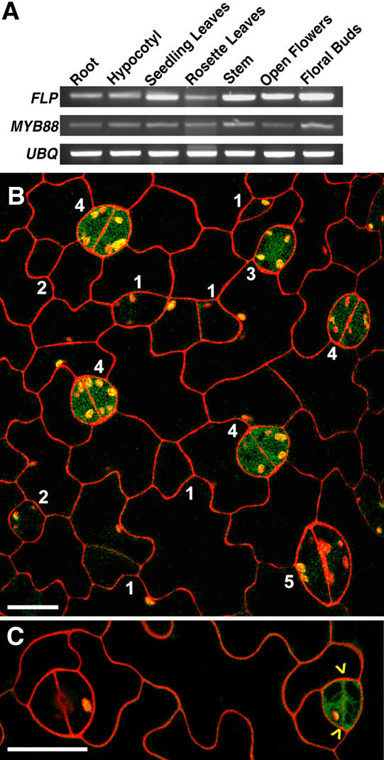 Figure 4.