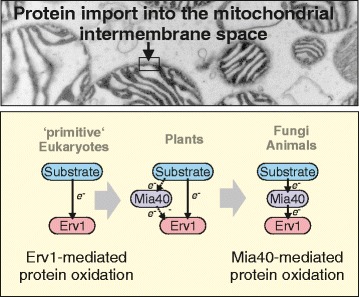 Graphical Abstract