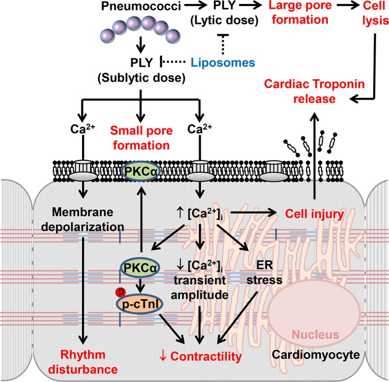 Fig 10