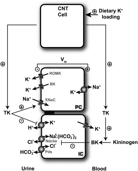 Fig. 7.