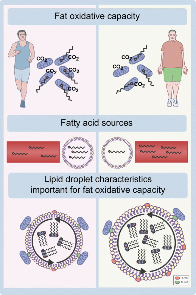 graphic file with name 125_2020_5170_Figa_HTML.jpg