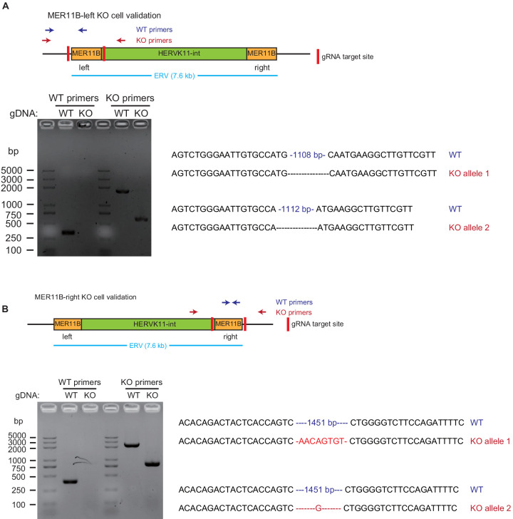 Figure 5—figure supplement 1.