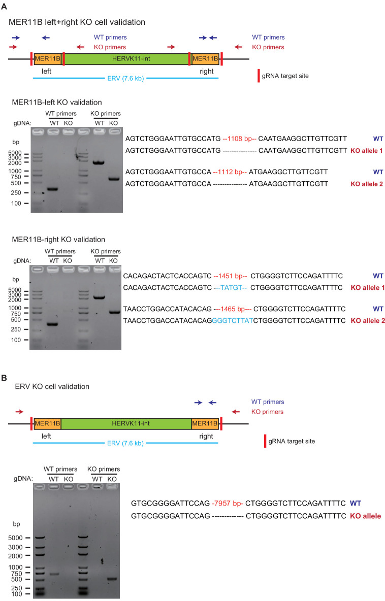 Figure 5—figure supplement 2.