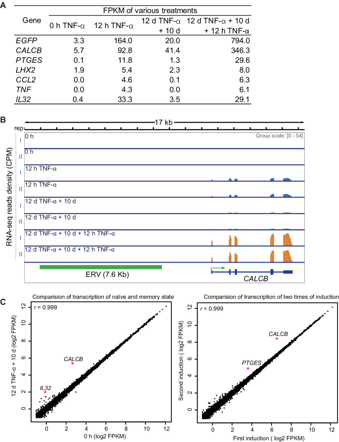 Figure 2—figure supplement 1.