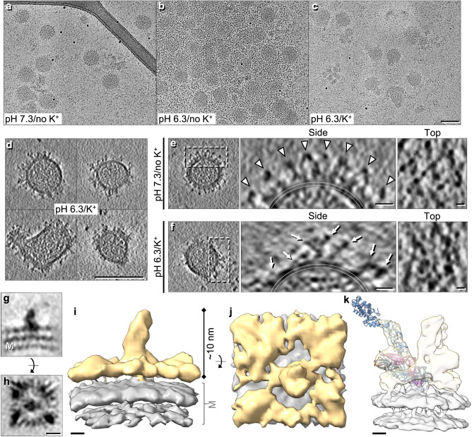 Fig. 5