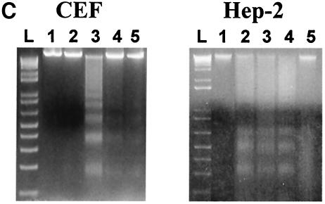 FIG.5