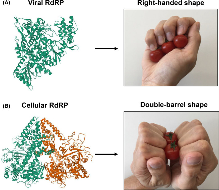 FIGURE 2