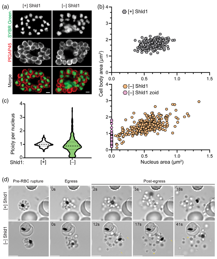 FIGURE 4