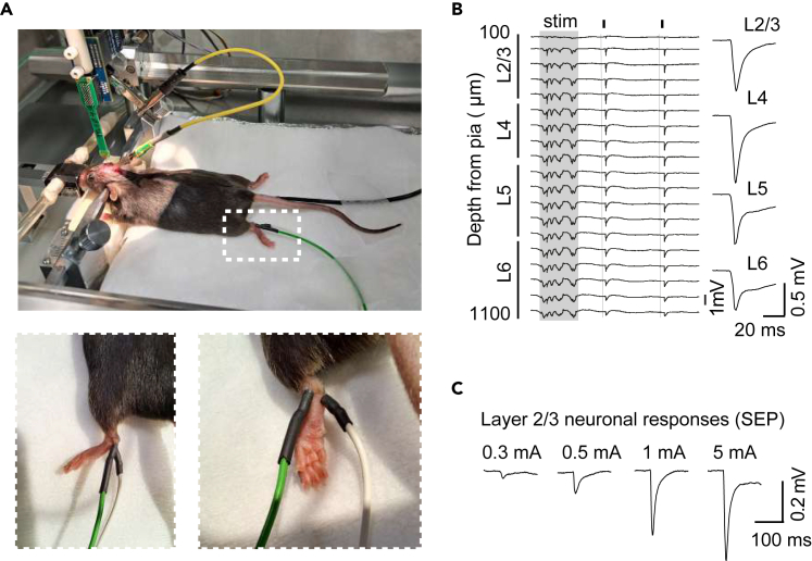Figure 7