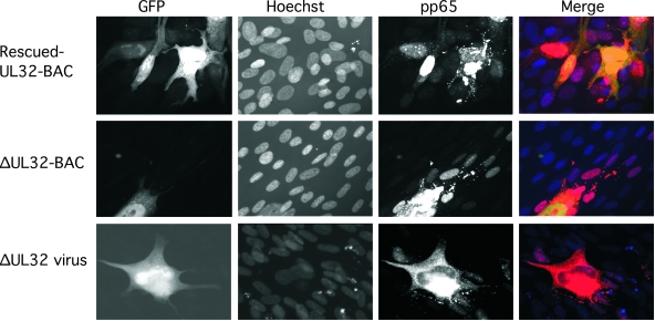 FIG. 7.