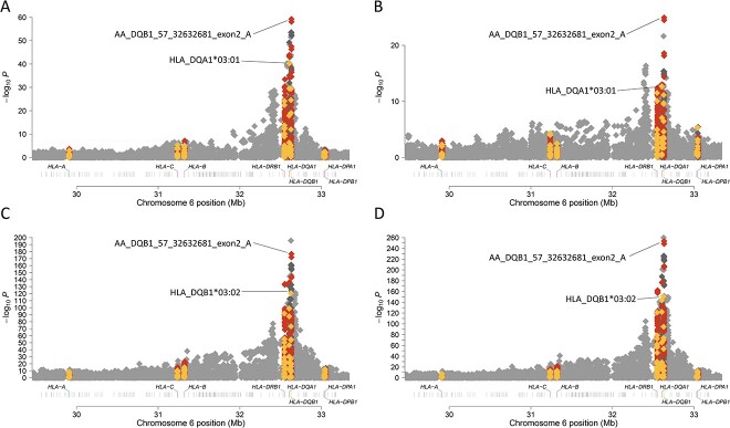 Although the genetic variant in the HLA region associated with type 1 diabetes age at onset is the same across genetic ancestry, the amino acid residue differs between European and African or Hispanic ancestry. (A) The most significant HLA region genetic variant associated with type 1 diabetes age at onset in African ancestry individuals is in the DQB1 gene but the most significant amino acid residue is in the DQA1 gene. (B) In admixed (mainly Hispanic/Latino) ancestry individuals, the most significant HLA region genetic variant associated with type 1 diabetes age at onset is in the DQB1 gene and the most significant amino acid residue is in the DQA1 gene, the same as in African ancestry individuals. (C) The most significant HLA region genetic variant associated with type 1 diabetes age at onset in European ancestry individuals is in the DQB1 gene, the same as in those of African and admixed individuals, but the most significant amino acid residue is different, in the DQB1 gene. (D) In individuals of African, admixed, and European ancestry, the most significant HLA region genetic variant associated with type 1 diabetes age at onset is in the DQB1 gene and the most significant amino acid residue is in the DQB1 gene.