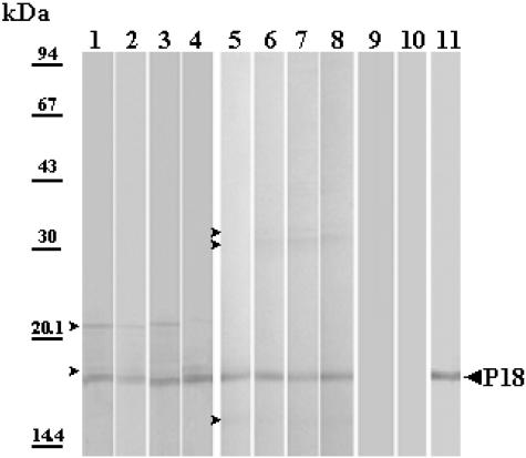 FIG. 5.