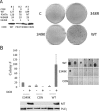 FIG 2