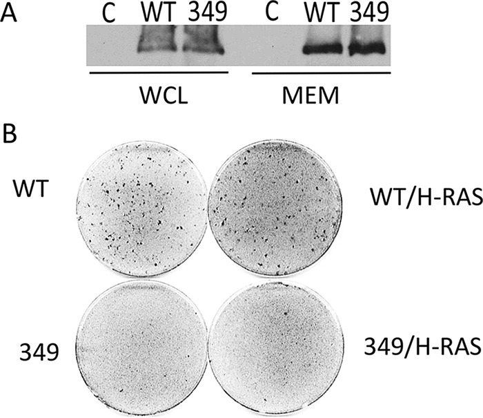 FIG 10