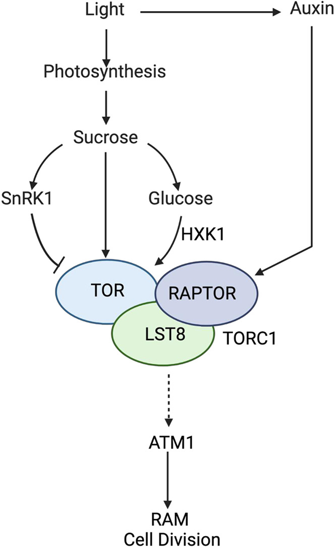 Fig. 10.