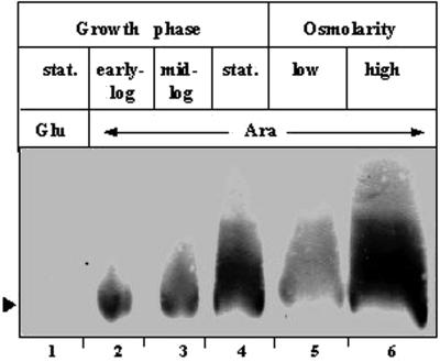 FIG. 5.