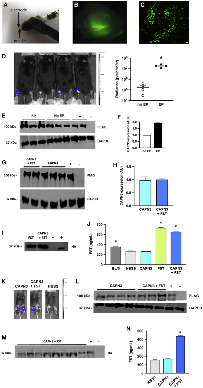 Figure 1