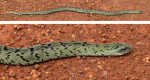 Fig. 15