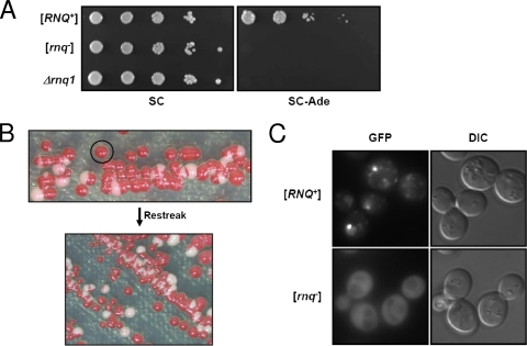 FIG. 2.