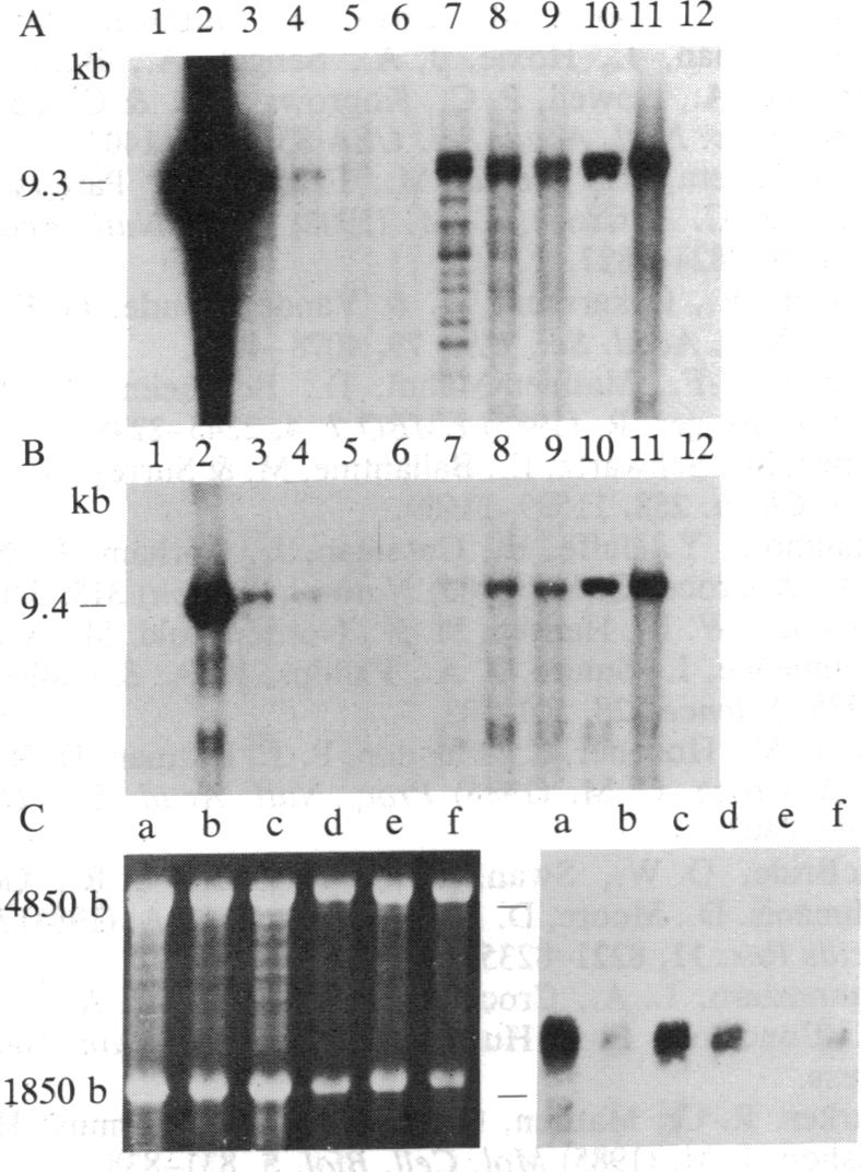 graphic file with name pnas00269-0179-a.jpg