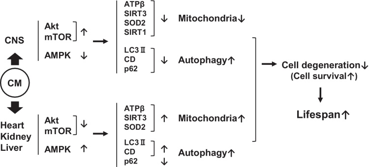 Fig. 12