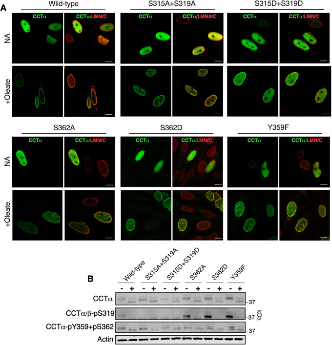 FIGURE 5: