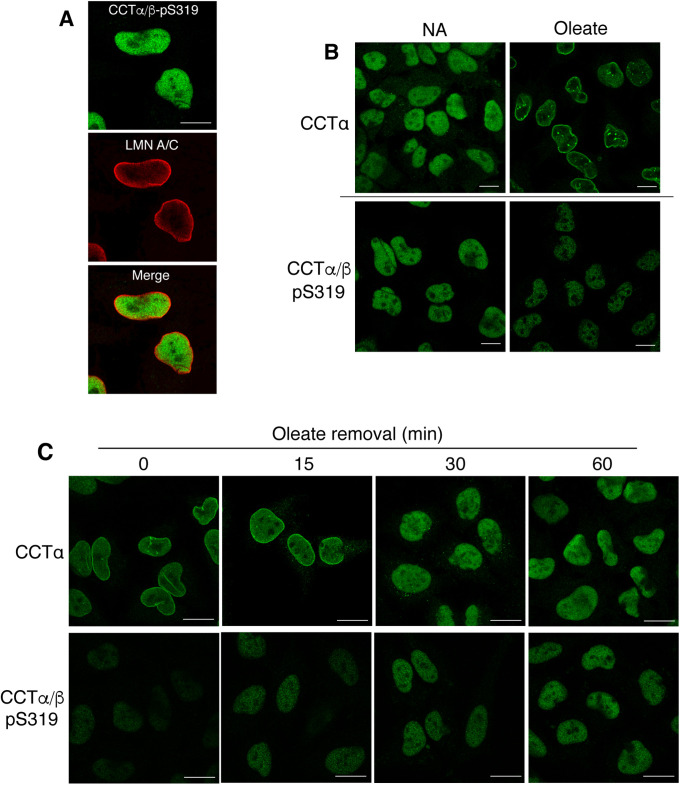 FIGURE 4: