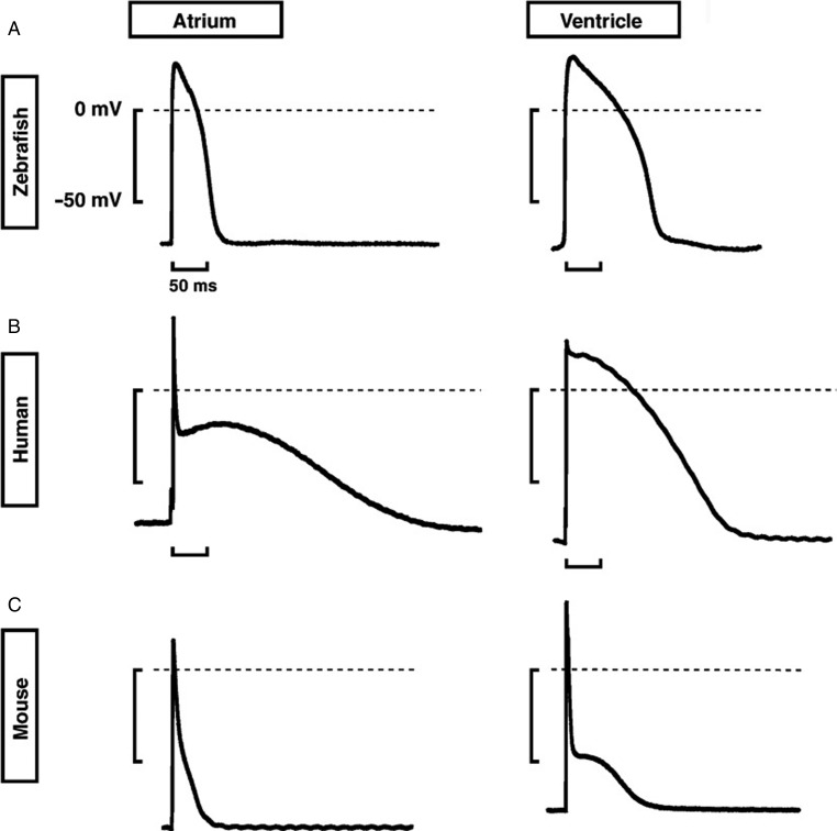 Figure 4. 