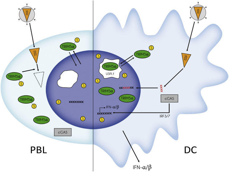 Figure 7