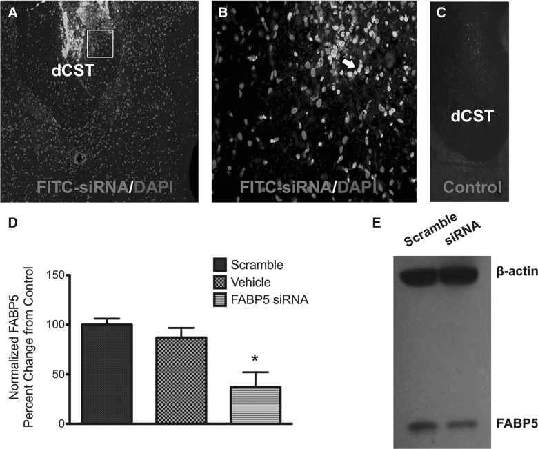 FIG. 7.