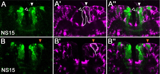 Figure 4—figure supplement 1.