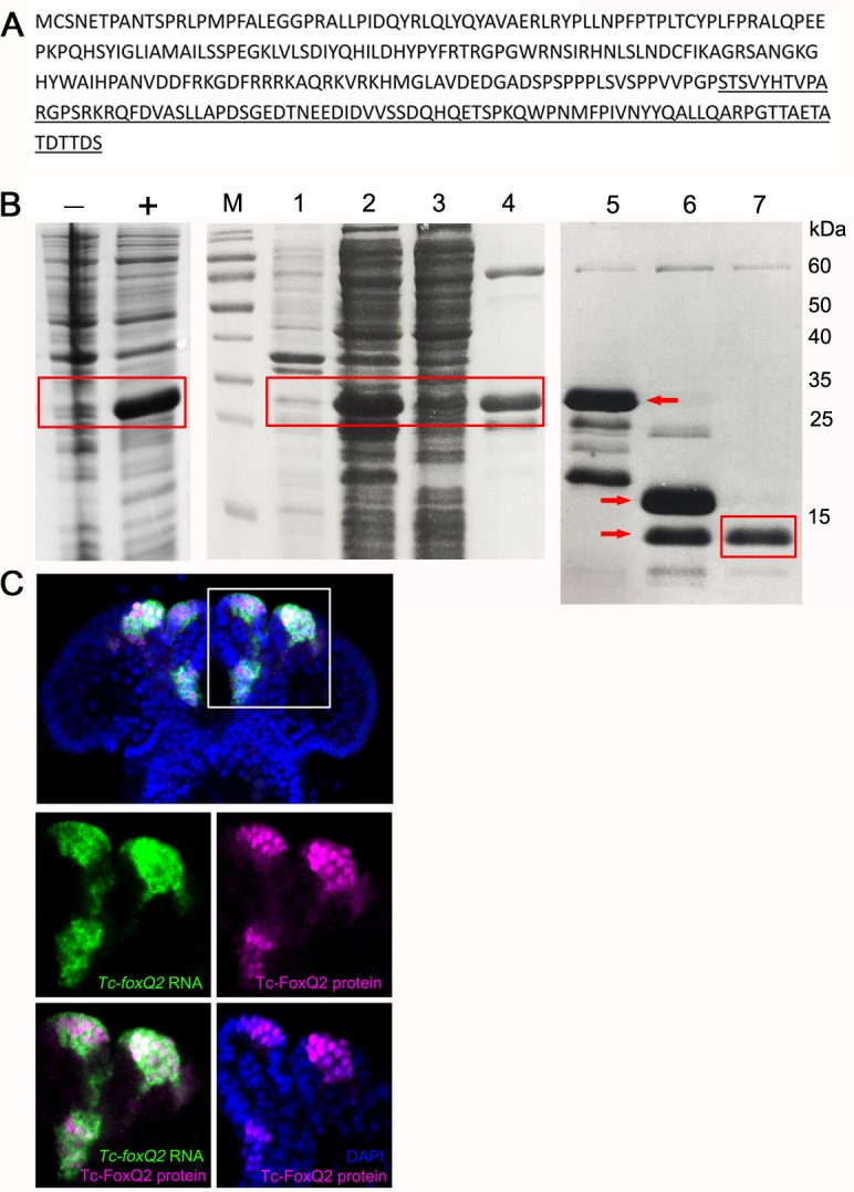 Figure 1—figure supplement 1.