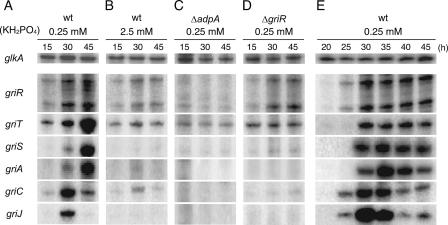 FIG. 2.