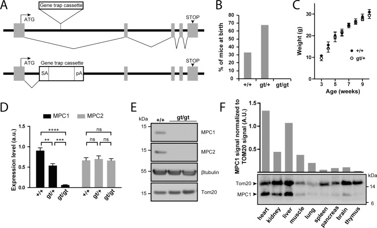 Fig 1