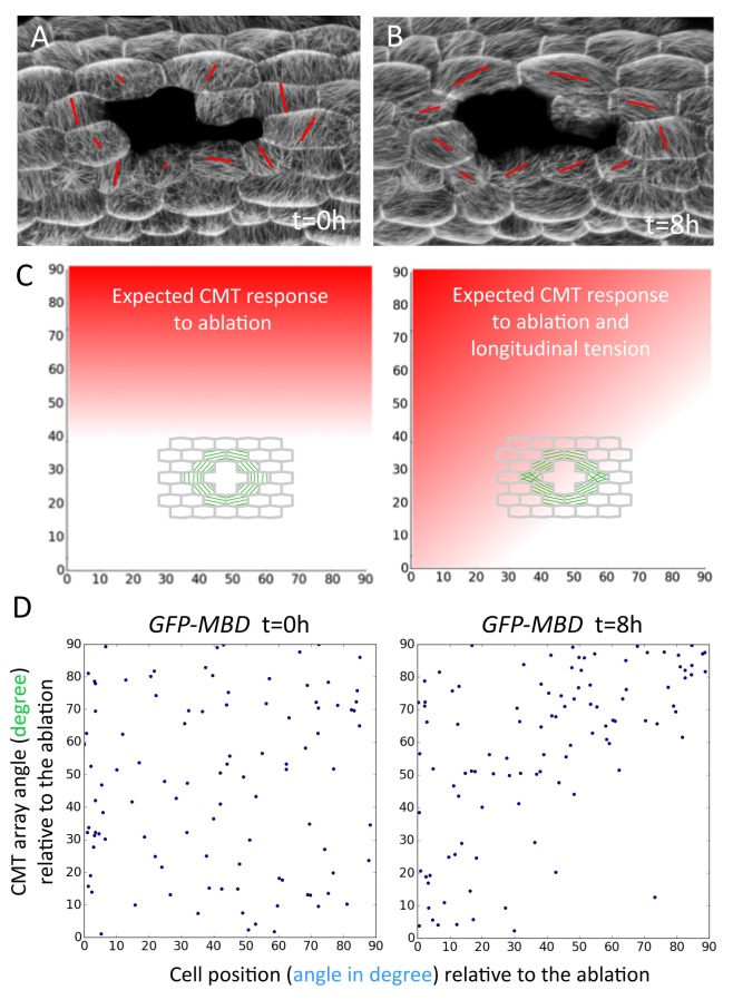 Figure 5—figure supplement 2.