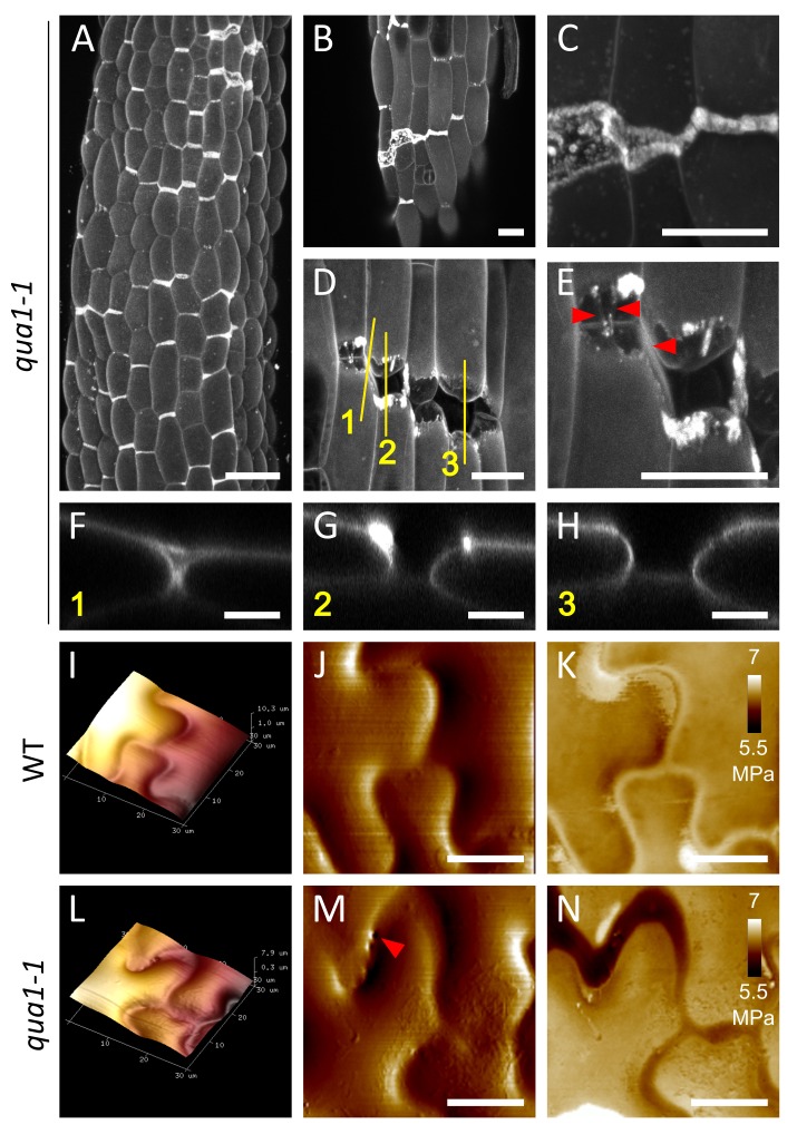 Figure 1—figure supplement 5.