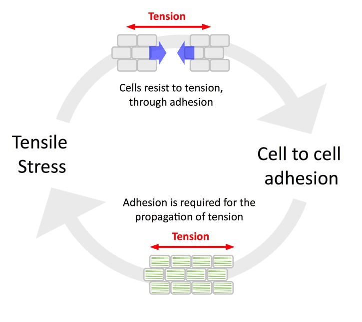 Figure 6.