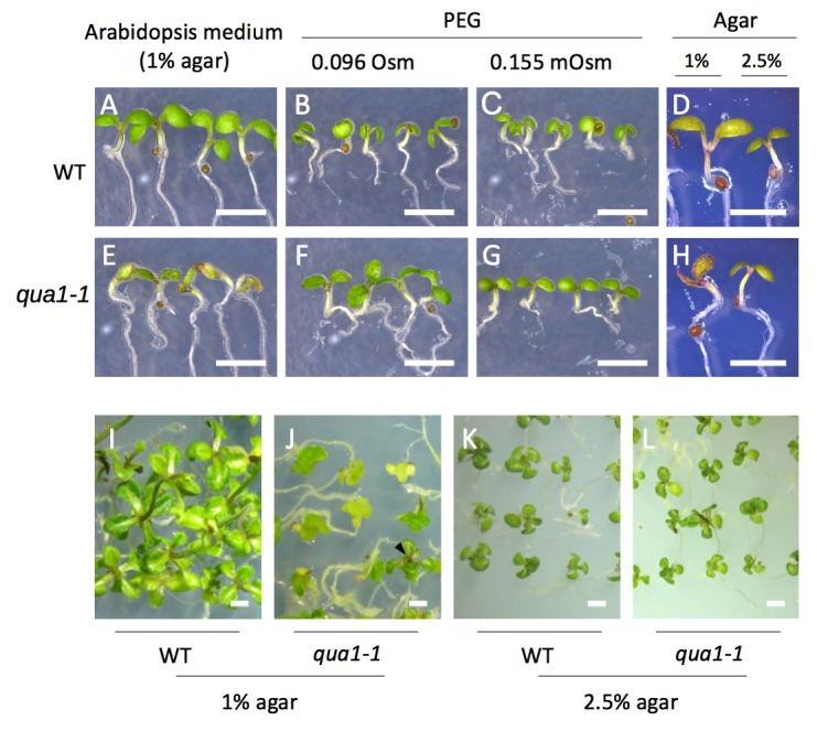 Figure 1—figure supplement 2.