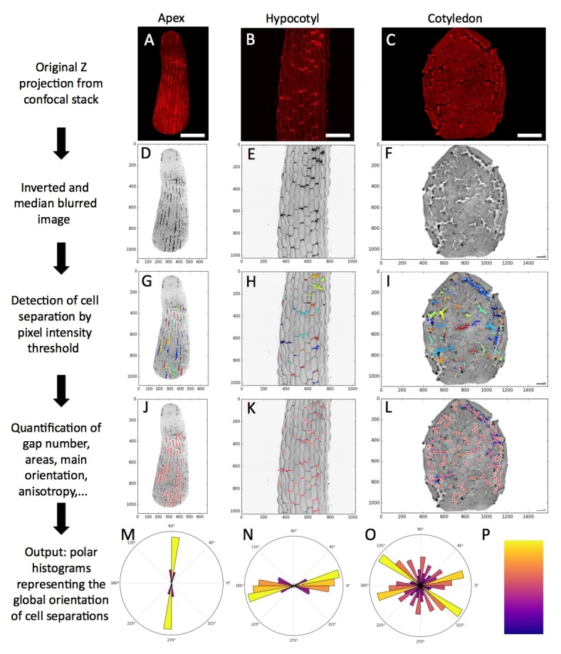 Figure 1—figure supplement 4.