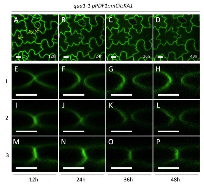 Figure 1—figure supplement 3.