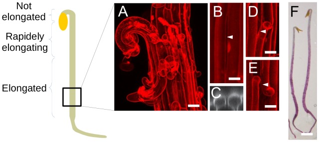 Figure 3—figure supplement 1.